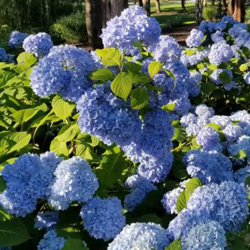 CAPE COD HYDRANGEA FESTIVAL Colony of Wellfleet